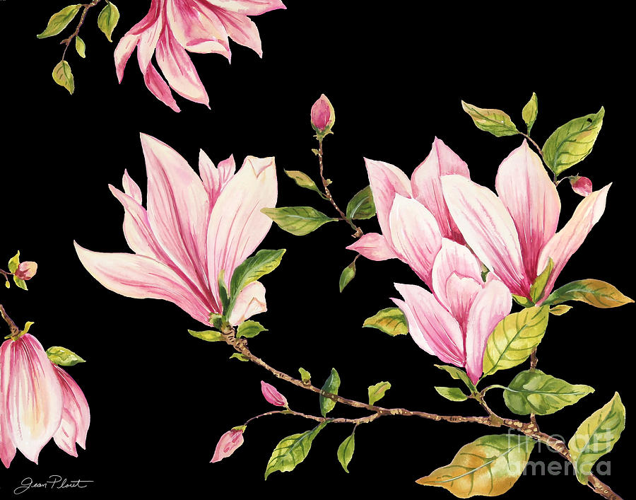 Magnolias-Black-JP3874 Painting by Jean Plout