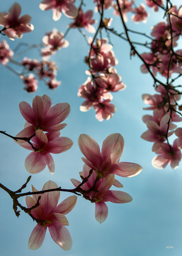 Magnolias Photograph by Dana Sohr