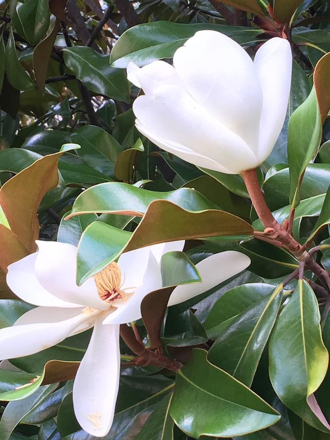 Magnolias for Two Photograph by Pamela Henry