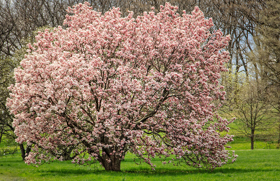 Magnolias in Abundance Photograph by Joni Eskridge