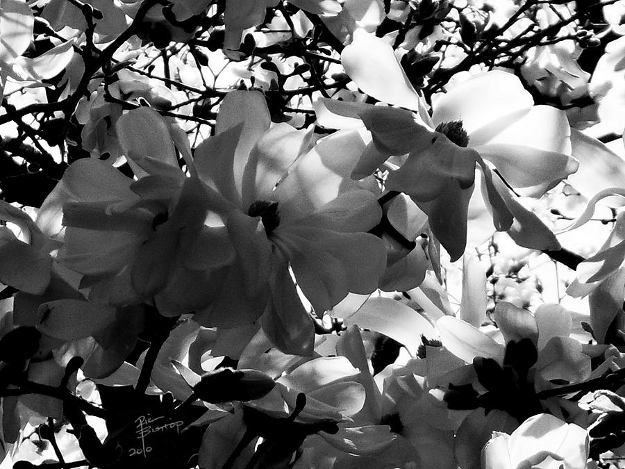 Magnolia Movie Drawing - Magnolias in Bloom by Rik  Bishop
