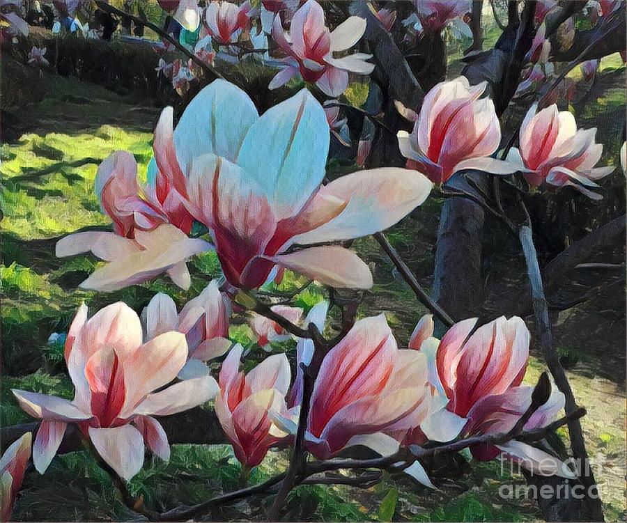 Magnolias in Shade - Central Park in Spring Photograph by Miriam Danar