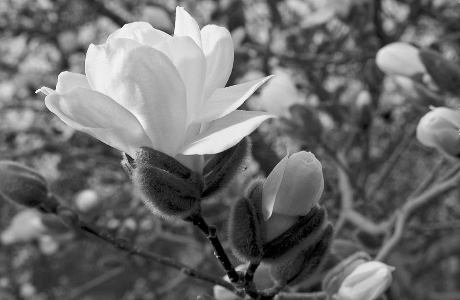 Magnolias in Spring Photograph by Michael Peychich