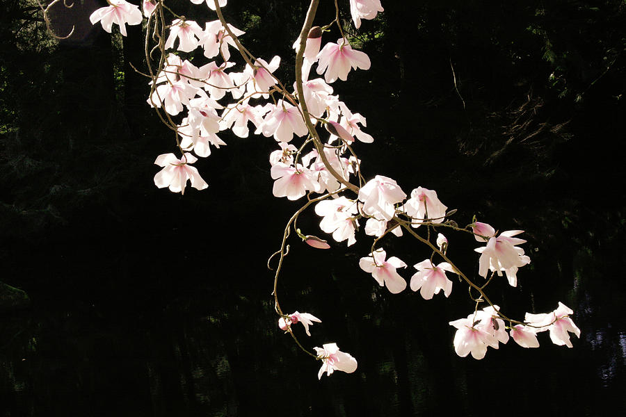 magnolias-over-water-photograph-by-sun-tzunami-fine-art-america