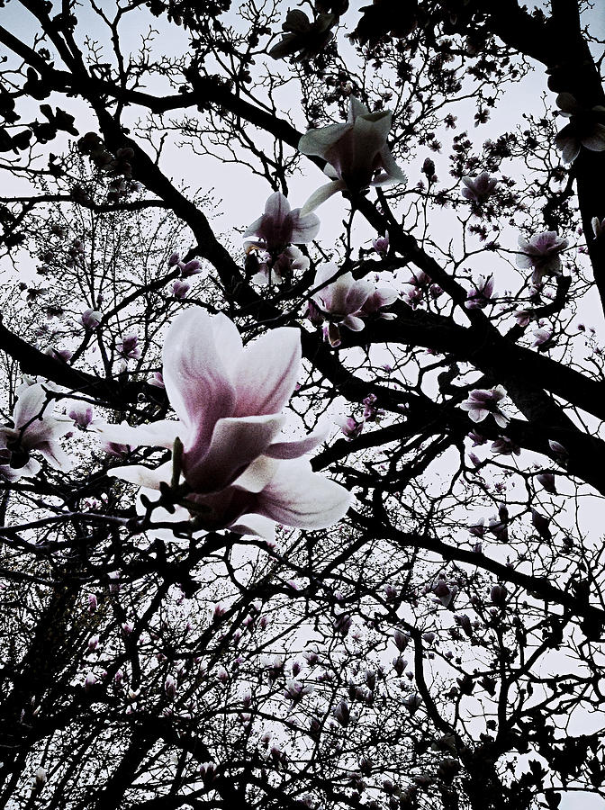 Magnolia Movie Photograph - Magnolias Pastel by Frank J Casella