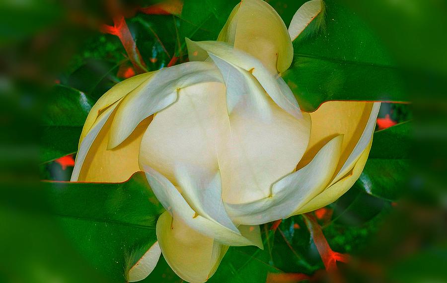 Magnolias Pirouette  Photograph by Trent Jackson