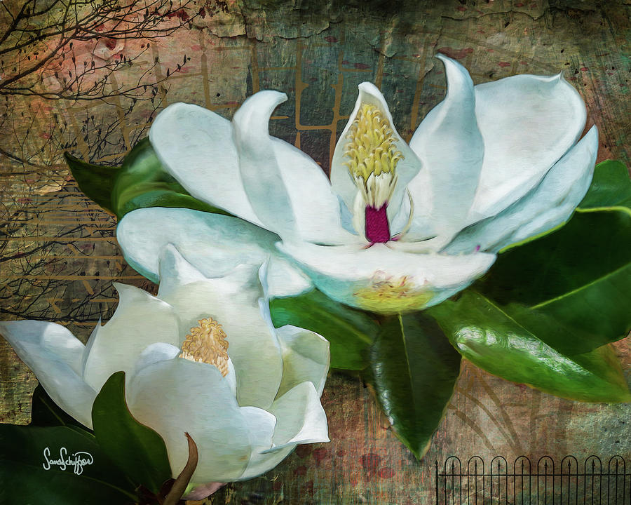 Magnolias Digital Art by Sandra Schiffner