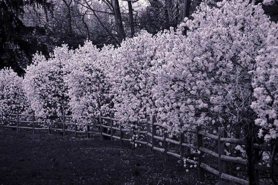 Magnolias In Llewellyn Park, West Orange, New Jersey Photograph
