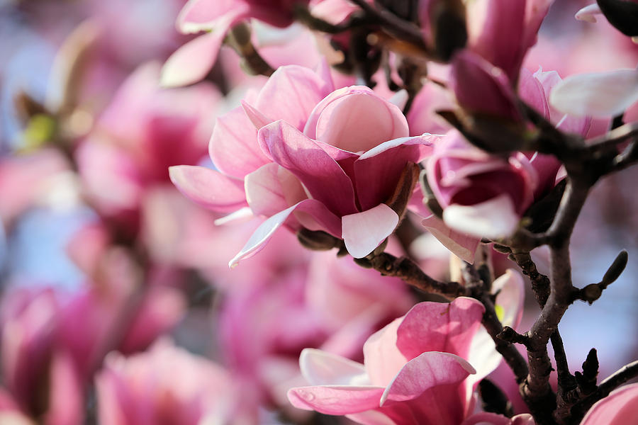 Magnolioideae Photograph by Theresa Campbell