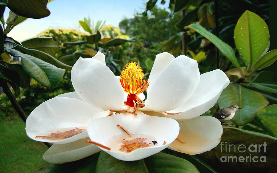 Magnolia Movie Photograph - Magnolius Gigantus by Peter Maricq