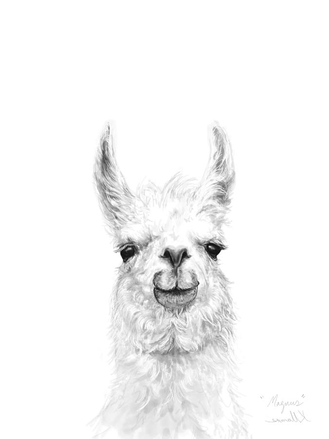 Llama Drawing - Magnus by Kristin Llamas