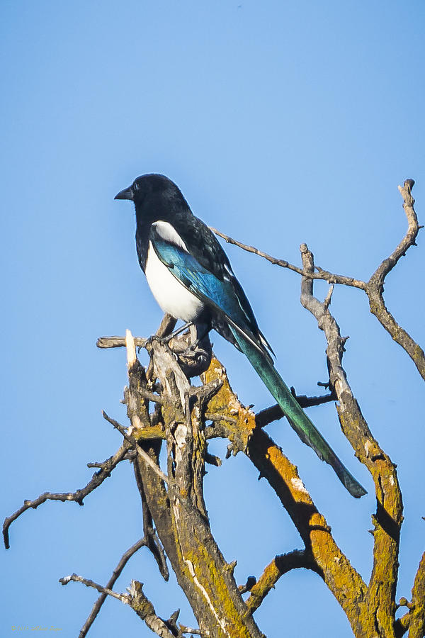 Magpie Photograph by Albert Seger
