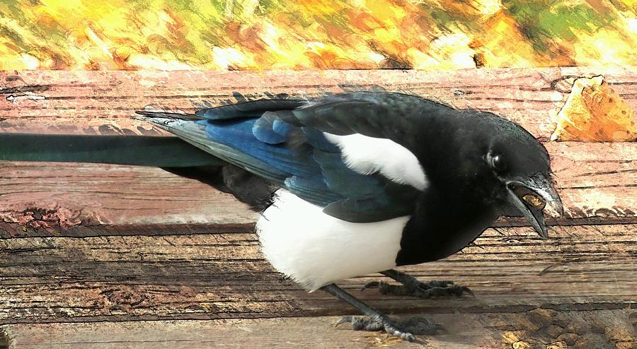 Magpie 5 Photograph by Kathleen Voort