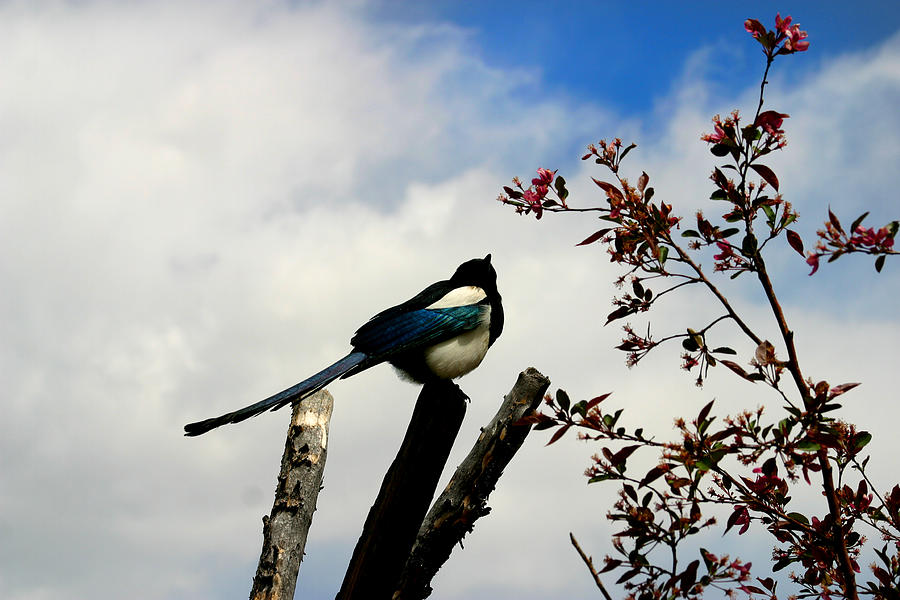 Magpie Photograph by Anthony Jones