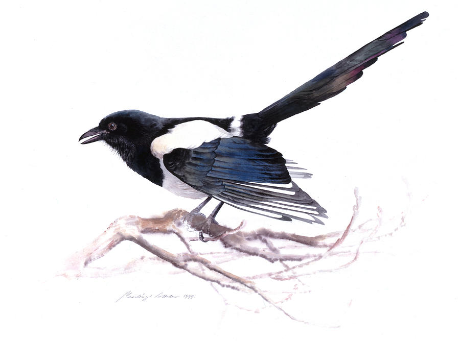 Magpie Painting by Attila Meszlenyi