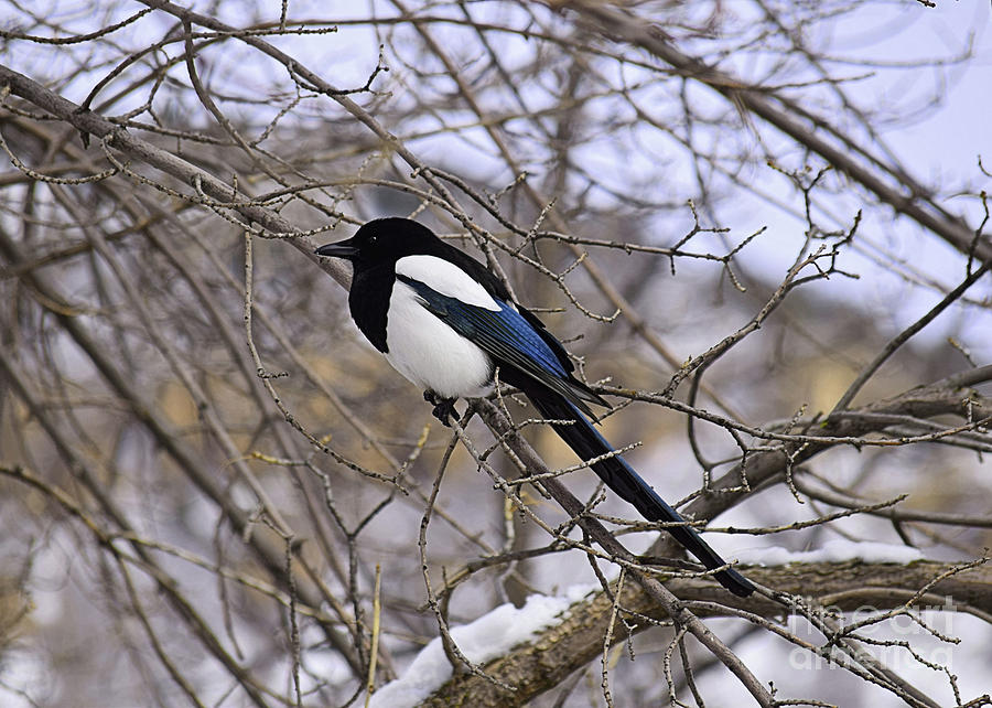 MAGPIE BIRD in The Winter Photograph by Hao Aiken