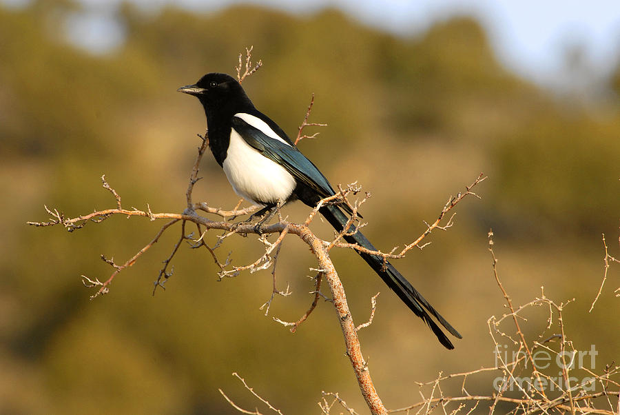 Magpie Photograph by Dennis Hammer - Fine Art America