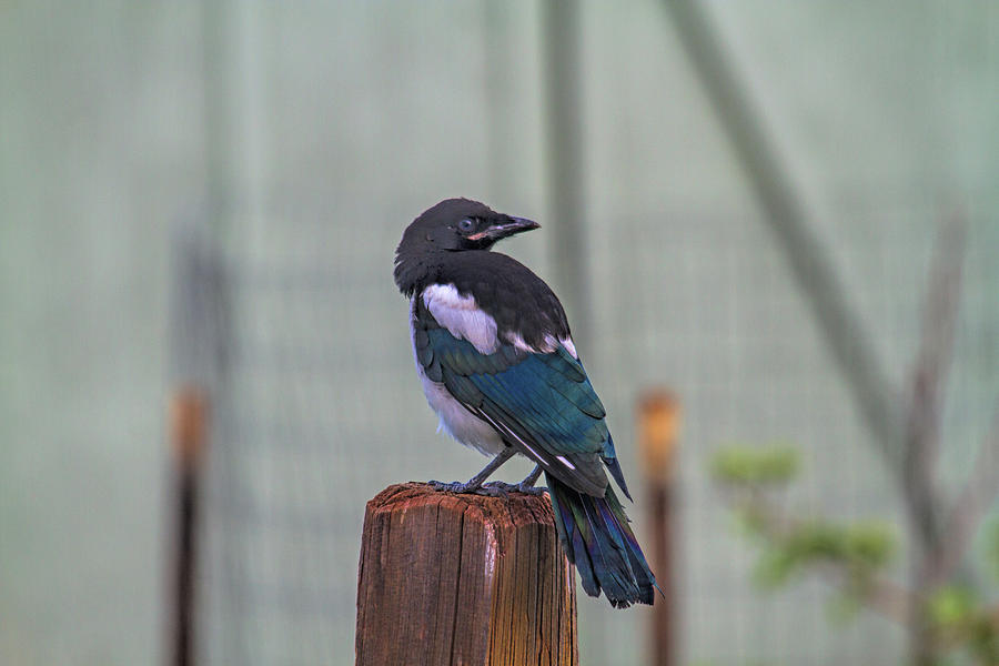 Magpie Fledgling Photograph by Alana Thrower