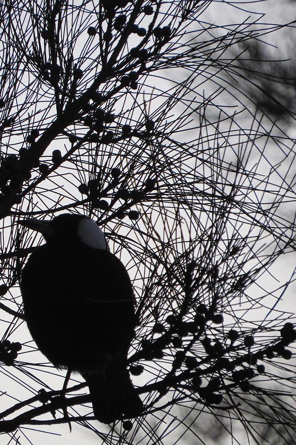 Nature Photograph - Magpie In A Sheoak by Amanda S Leek