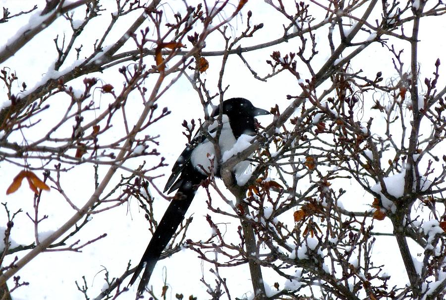 Magpie In A Snowstorm Photograph by Will Borden