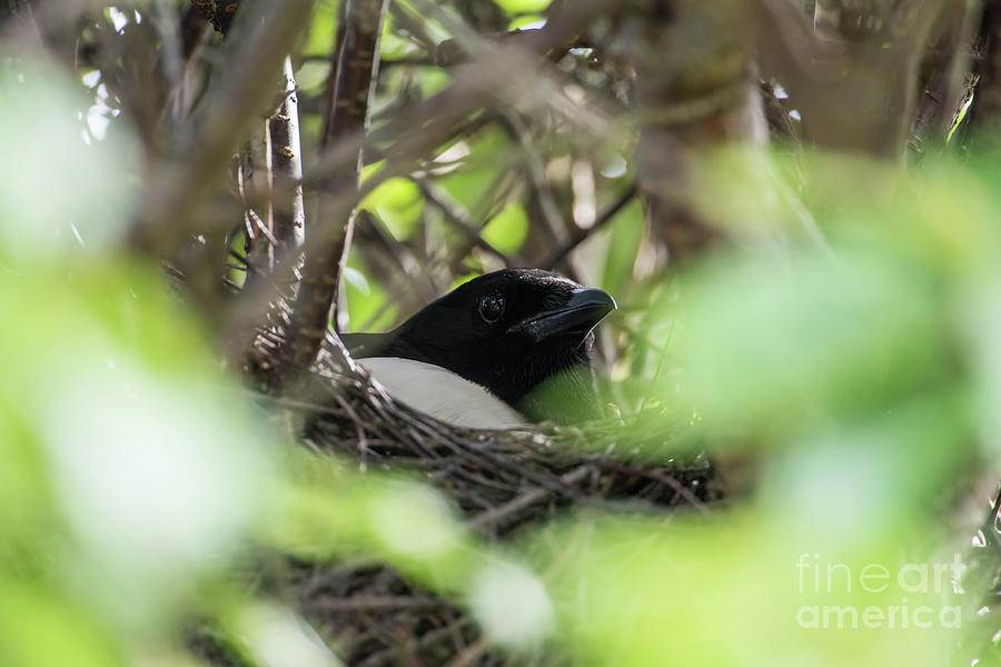 Magpie in the nest Photograph by Torbjorn Swenelius