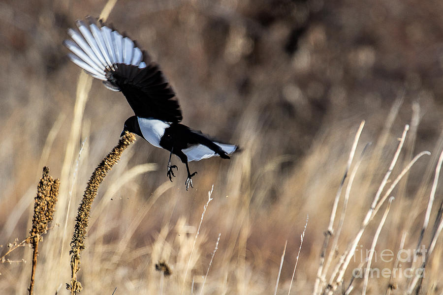 Magpie in Winter Photograph by Jim Garrison