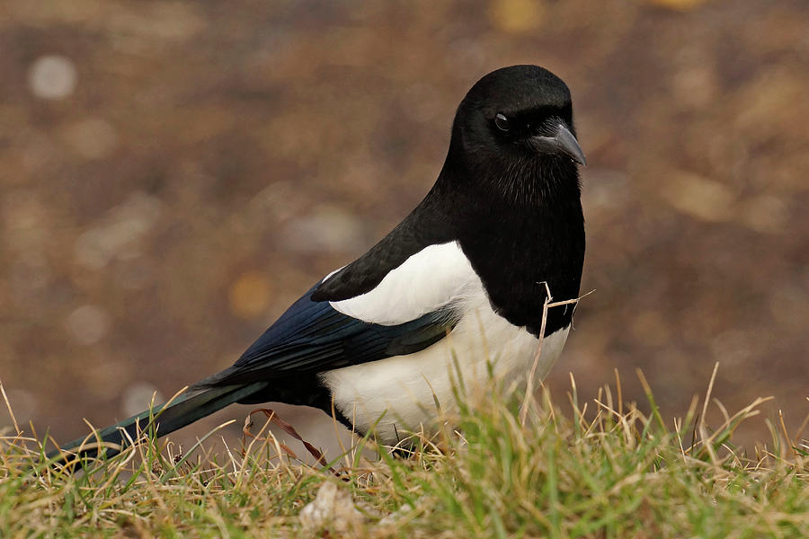 Magpie Photograph by Inge Riis McDonald