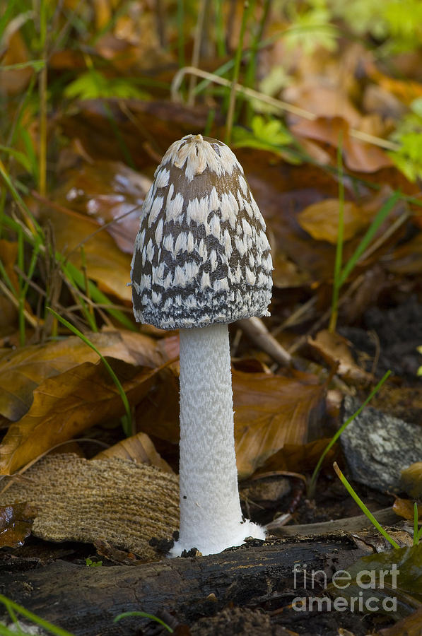 Magpie Inkcap Photograph by Steen Drozd Lund
