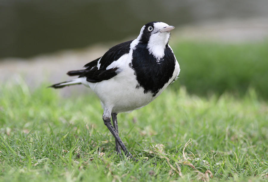Magpie-lark Photograph by Masami Iida