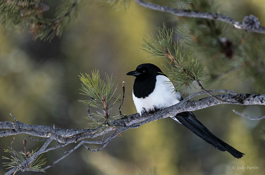 Magpie Magic Photograph by Jody Partin