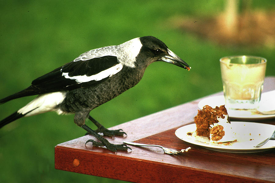 magpie-nibbling-cake-jerry-griffin.jpg