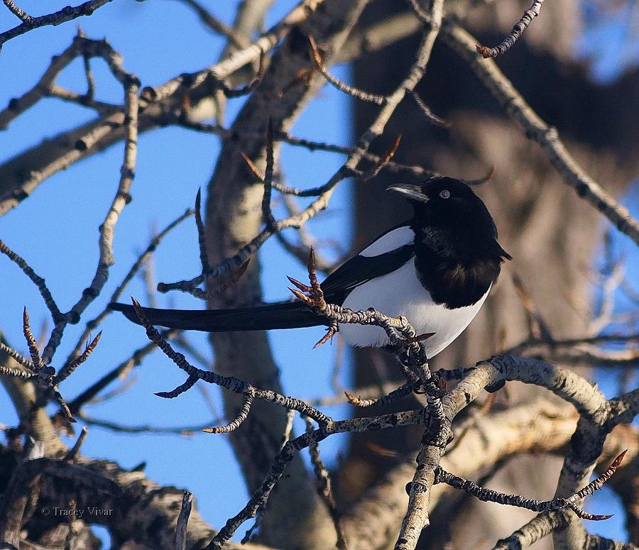 Magpie O Magpie Photograph by Tracey Vivar