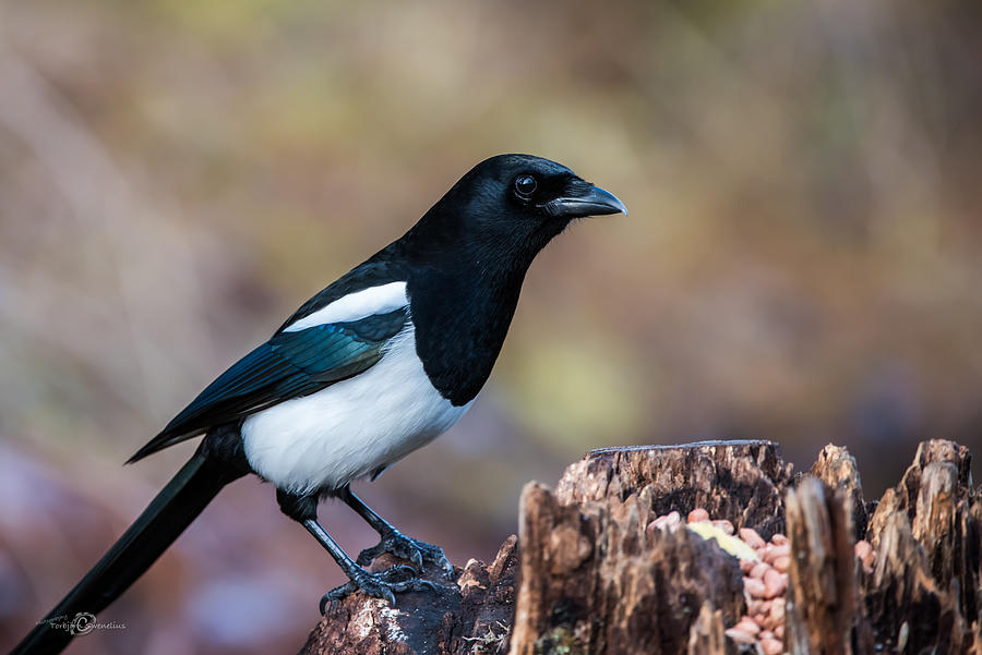 Magpie on the stump Photograph by Torbjorn Swenelius
