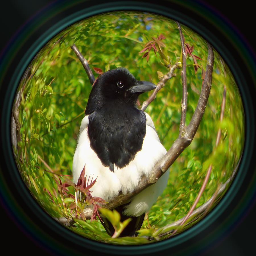 Magpie On Tree Branch In Camera Lens Photograph