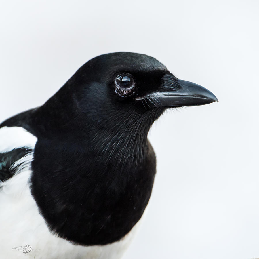 Magpie portrait Photograph by Torbjorn Swenelius
