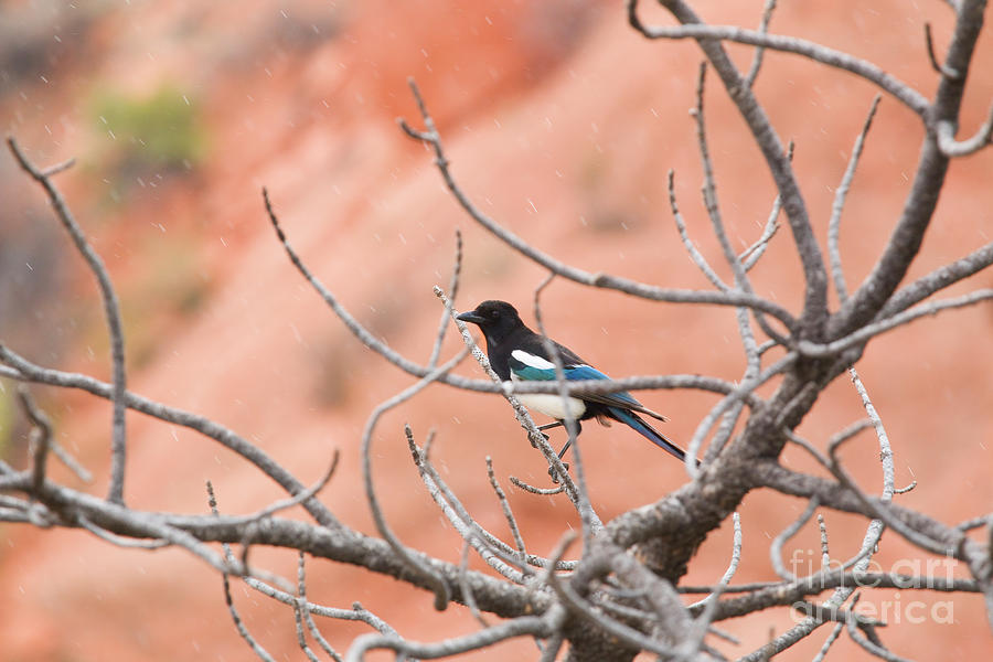 Magpie Posing In A Tree Photograph