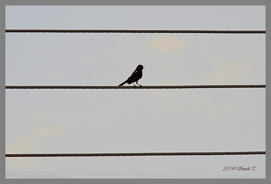 Magpie robin perched on Wire Photograph by Sonali Gangane
