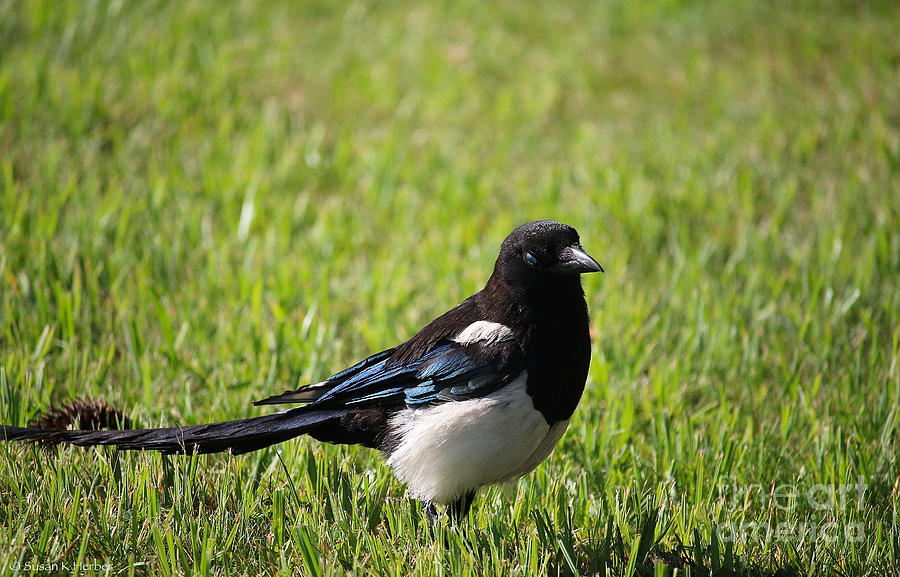 Magpie Photograph by Susan Herber