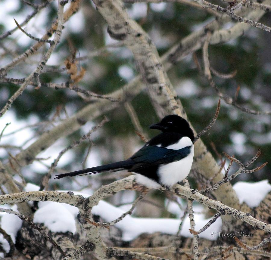 Magpie Photograph by Tracey Vivar