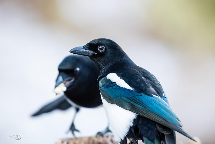 Magpies and the peanuts Photograph by Torbjorn Swenelius