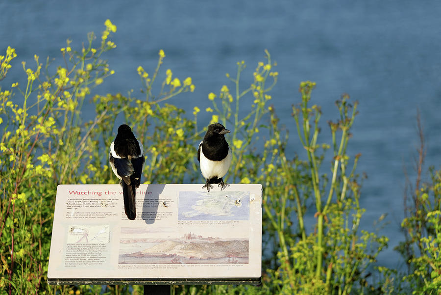 Magpies Keeping Watch - Pendennis Point Photograph by Rod Johnson