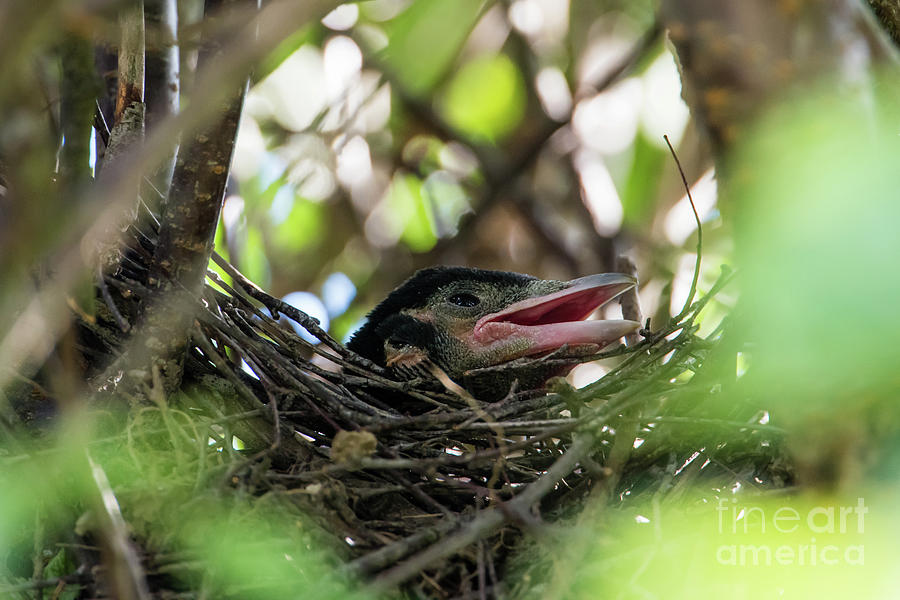 Magpies Nestling Photograph
