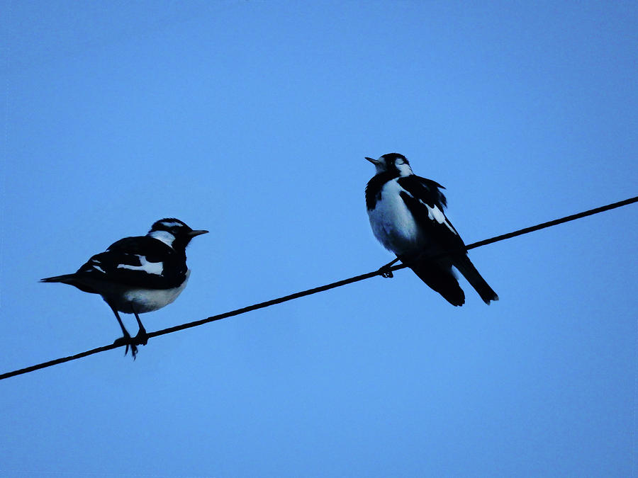 Magpies On The Wire Photograph by Mark Blauhoefer