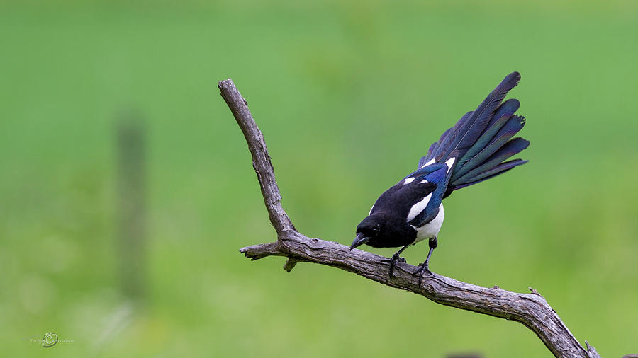 Magpies tail Photograph by Torbjorn Swenelius
