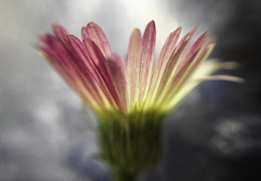 Magrittes drop Photograph by Michael Van Huffel Magrittes drop Photograph by Michael Van Huffel