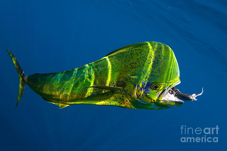 Mahi Eats Photograph by Adrian E Gray Fine Art America