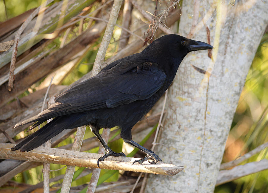 Mahogany Trail Crow Photograph by Roy Erickson - Fine Art America