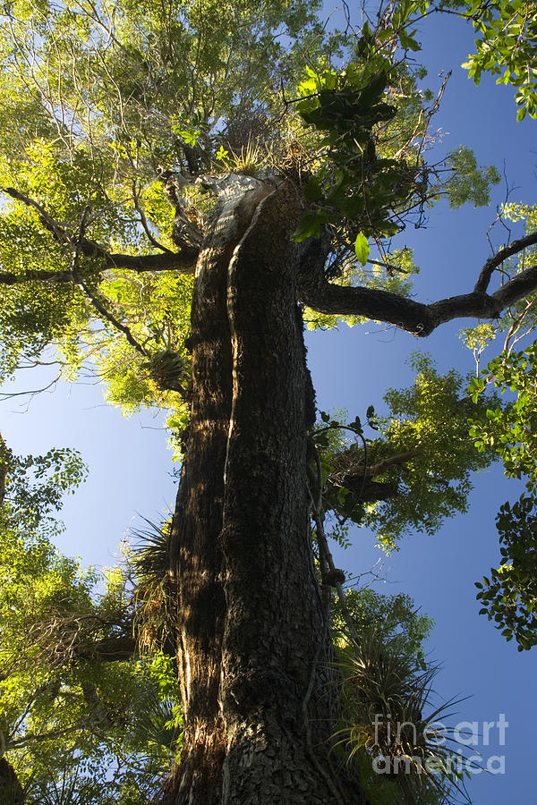 Premium Photo  Mahogany tree creative digital artwork