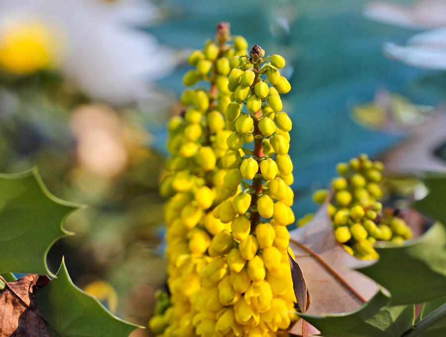 Mahonia Flowers Photograph by Katherine White