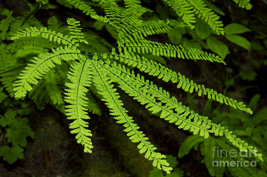 Maidenhair Fern Reaching Out Photograph by Sherry  Curry